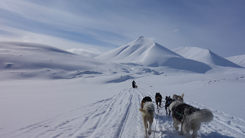 Hundspann på Svalbard - Foto: Alexandra Widl, Grönlandsresor